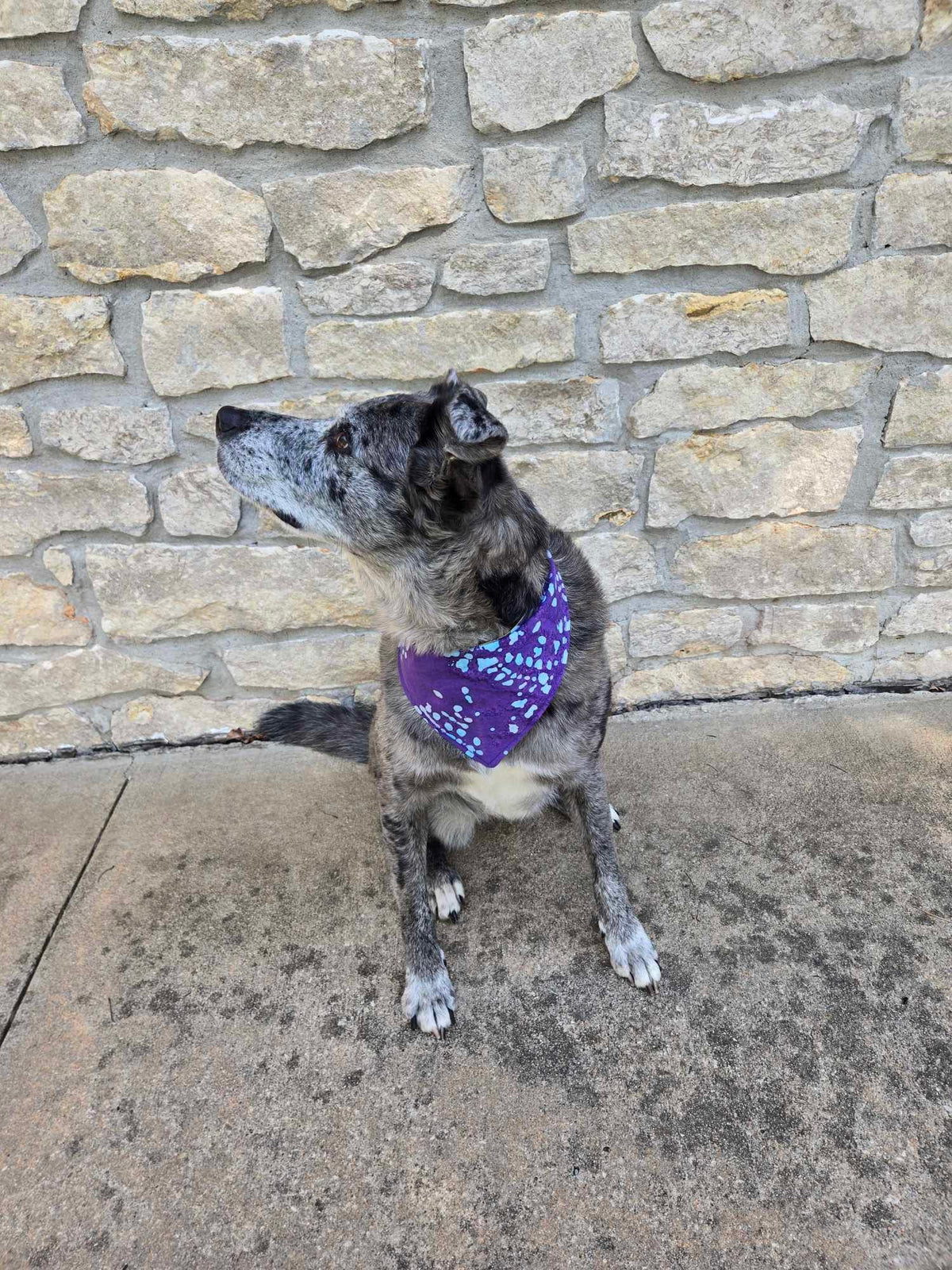 Adjustable Snap Bandanna | Cotton Selection