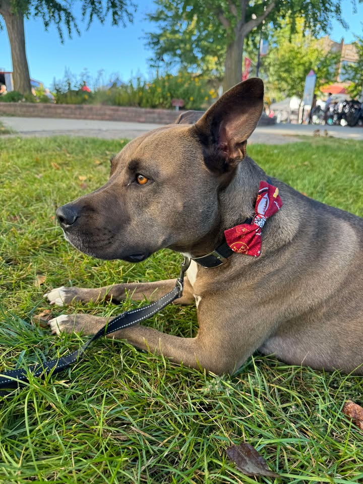 Pet Bow Tie | Fall Collection | Flannel