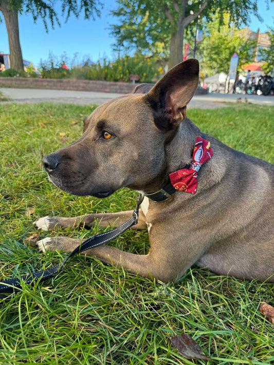 Pet Bow Tie | Fall Collection | Flannel