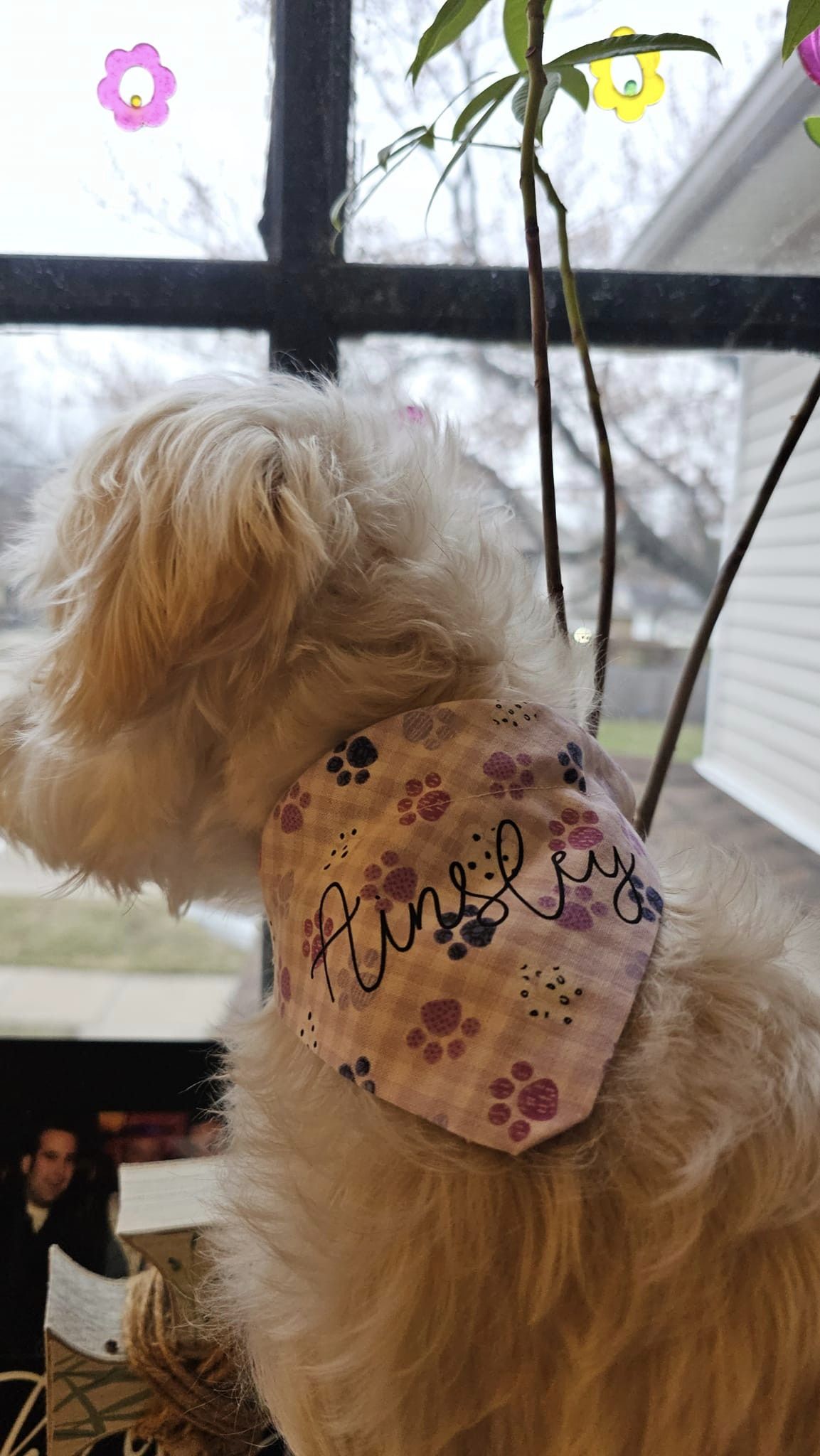 Collar Slide Bandanna | Cotton Selection