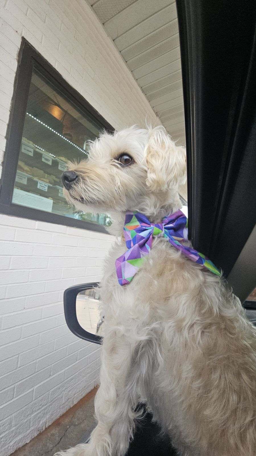 Pet Bow | Cotton Selection