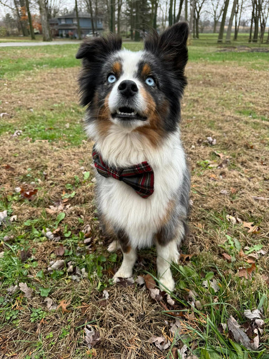 Pet Bow Tie | Winter Collection | Flannel
