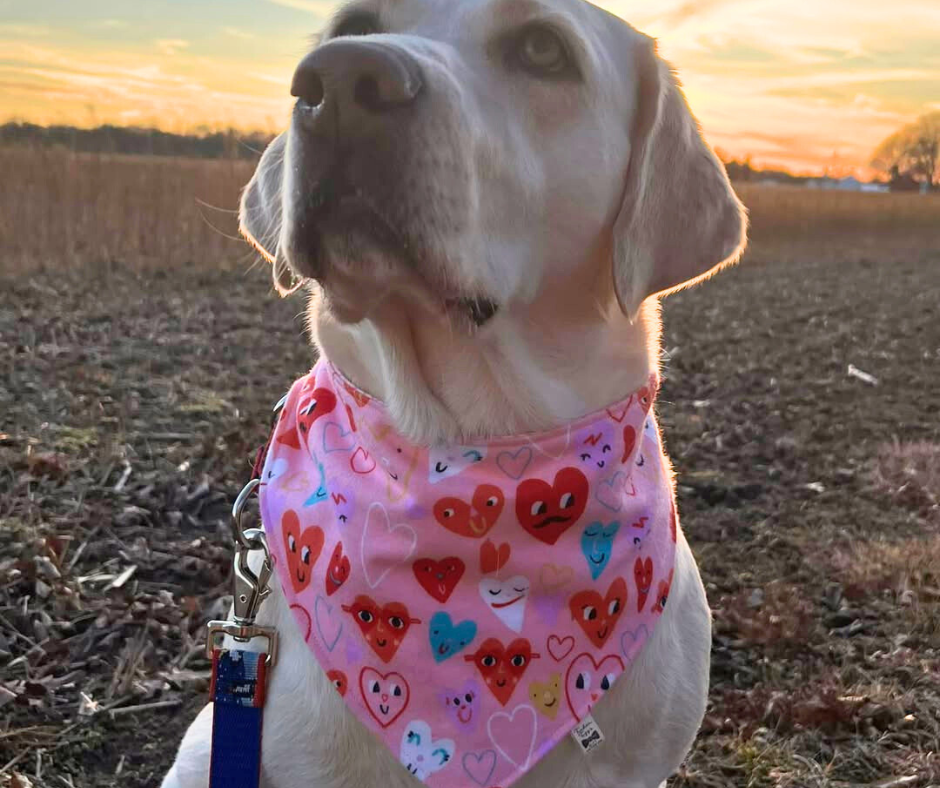 Snap Bandanna | Fun Collection | Flannel Fabric
