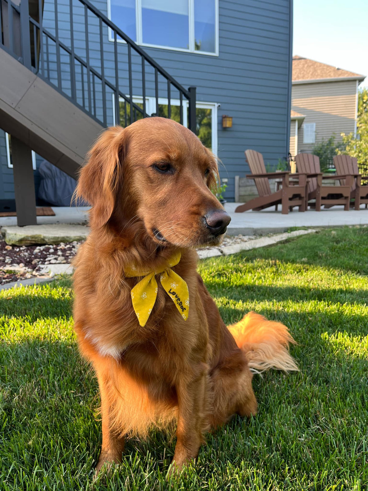 Pet Bow | Cotton Selection