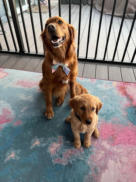 Pet Bow | Cotton Selection