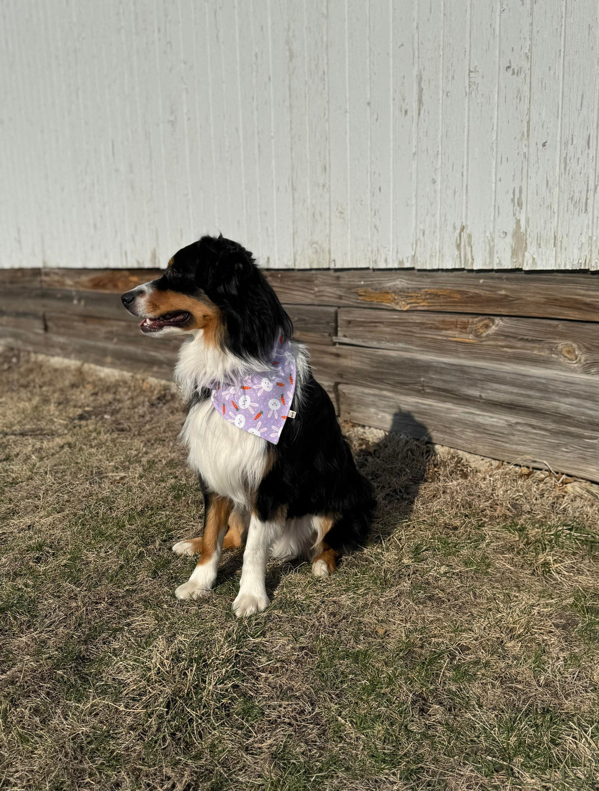 Collar Slide Bandanna | Cotton Selection